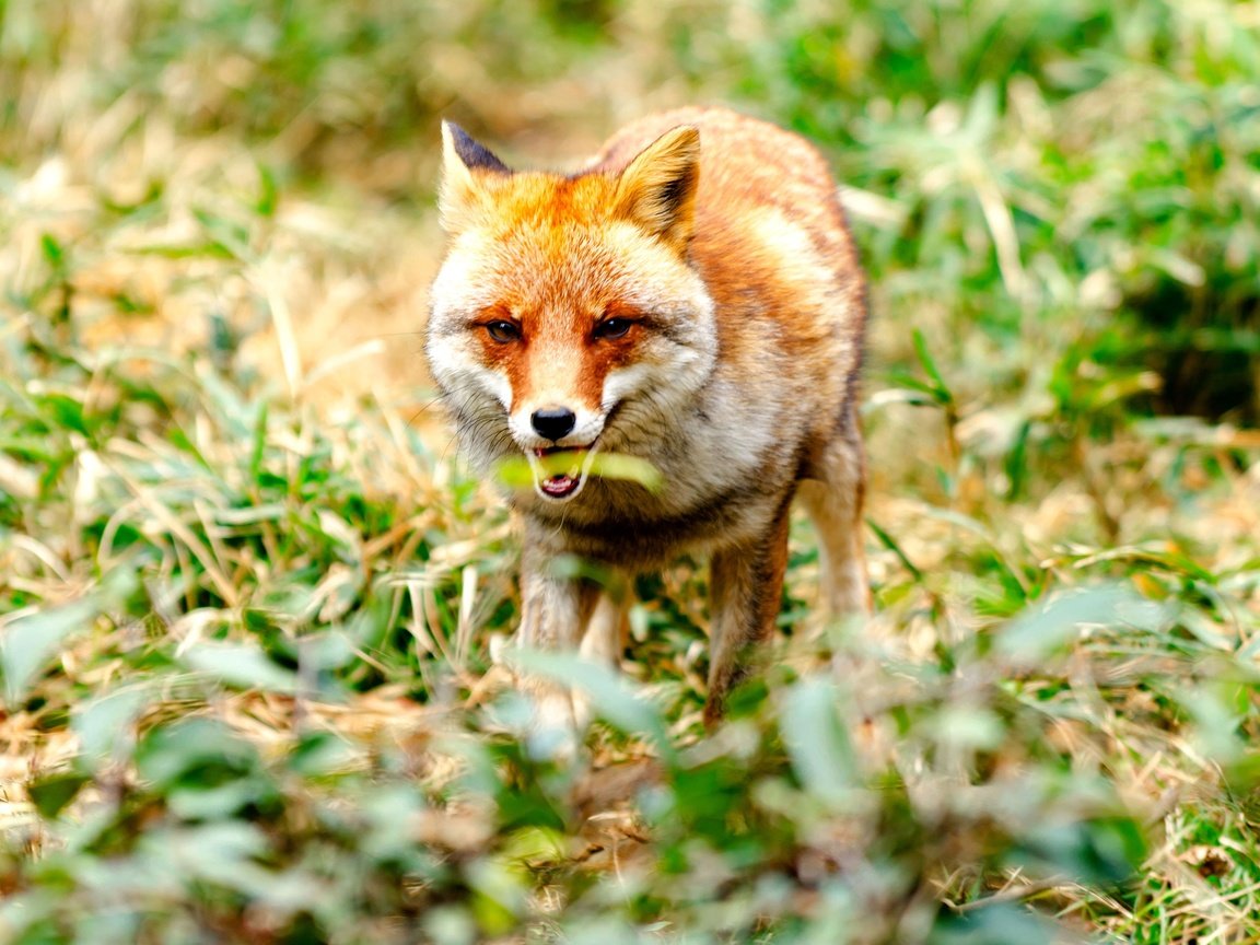 Обои глаза, морда, трава, взгляд, лиса, лисица, животное, eyes, face, grass, look, fox, animal разрешение 3840x2560 Загрузить