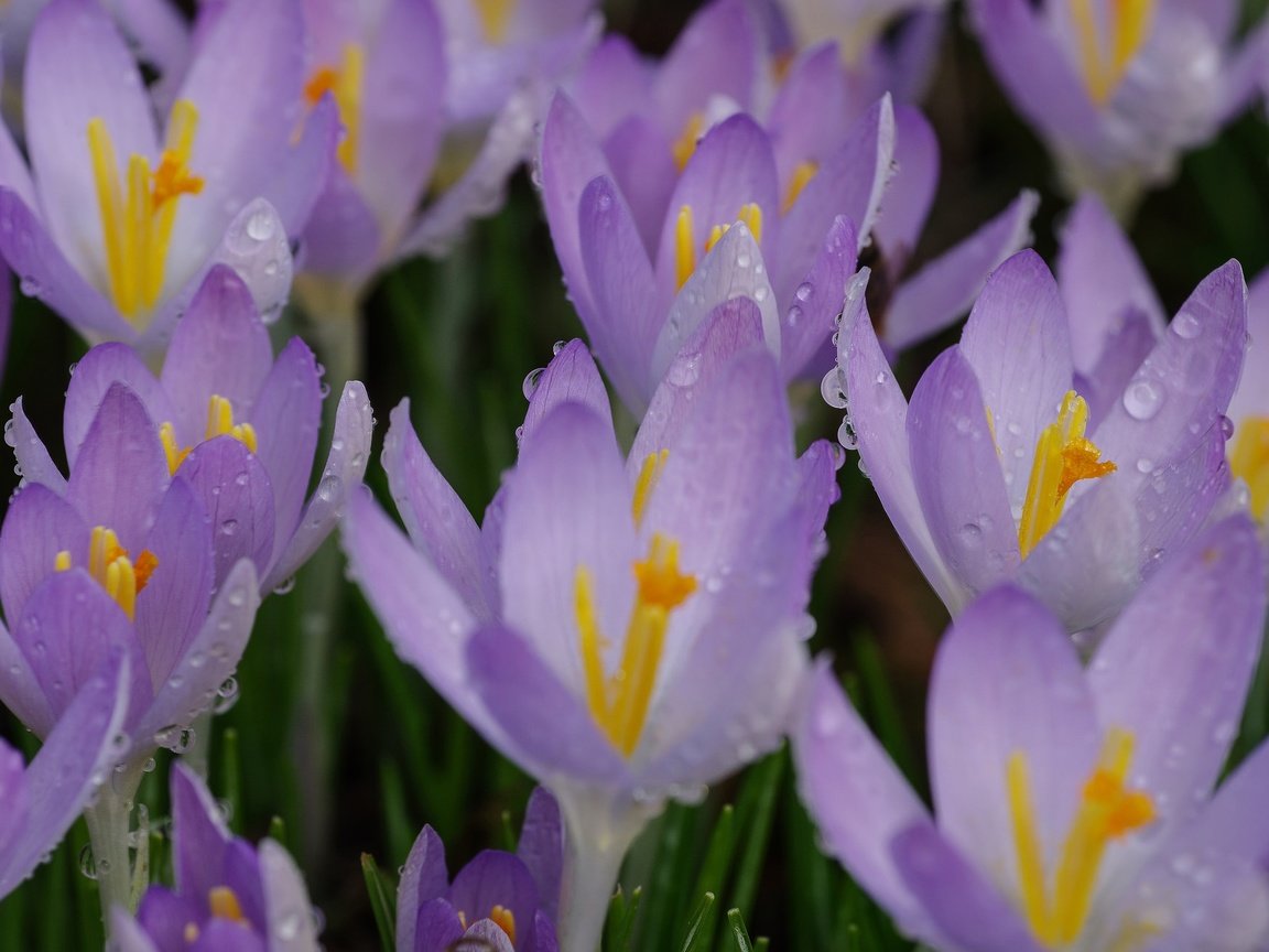 Обои цветы, макро, капли, лепестки, весна, крокус, flowers, macro, drops, petals, spring, krokus разрешение 2048x1305 Загрузить