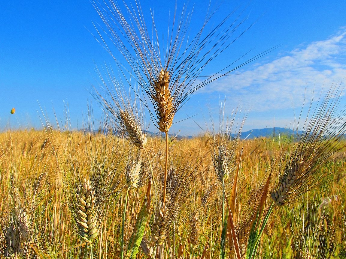 Обои небо, облака, природа, поле, колосья, пшеница, the sky, clouds, nature, field, ears, wheat разрешение 2048x1380 Загрузить