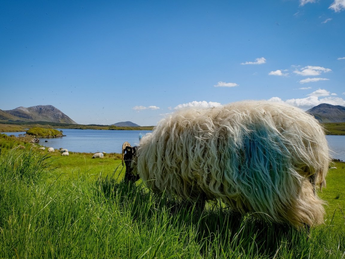 Обои небо, трава, шерсть, луг, животное, овца, the sky, grass, wool, meadow, animal, sheep разрешение 2048x1365 Загрузить