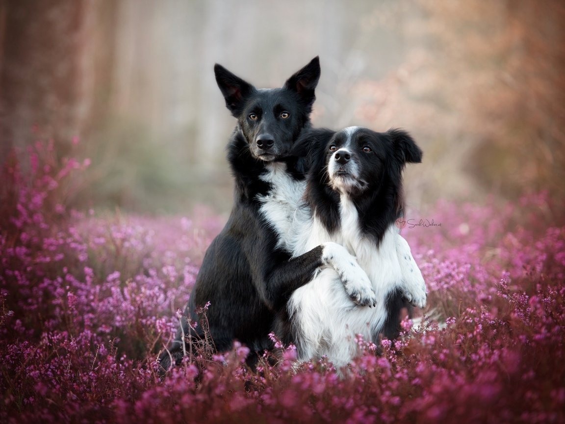 Обои цветы, природа, фон, собаки, овчарка, вереск, бордер-колли, flowers, nature, background, dogs, shepherd, heather, the border collie разрешение 2048x1367 Загрузить