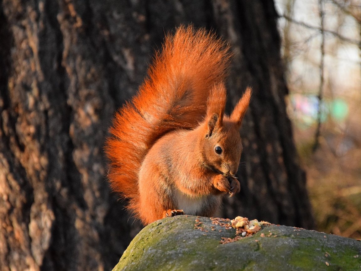 Обои природа, камень, белка, хвост, белочка, грызун, nature, stone, protein, tail, squirrel, rodent разрешение 2048x1365 Загрузить