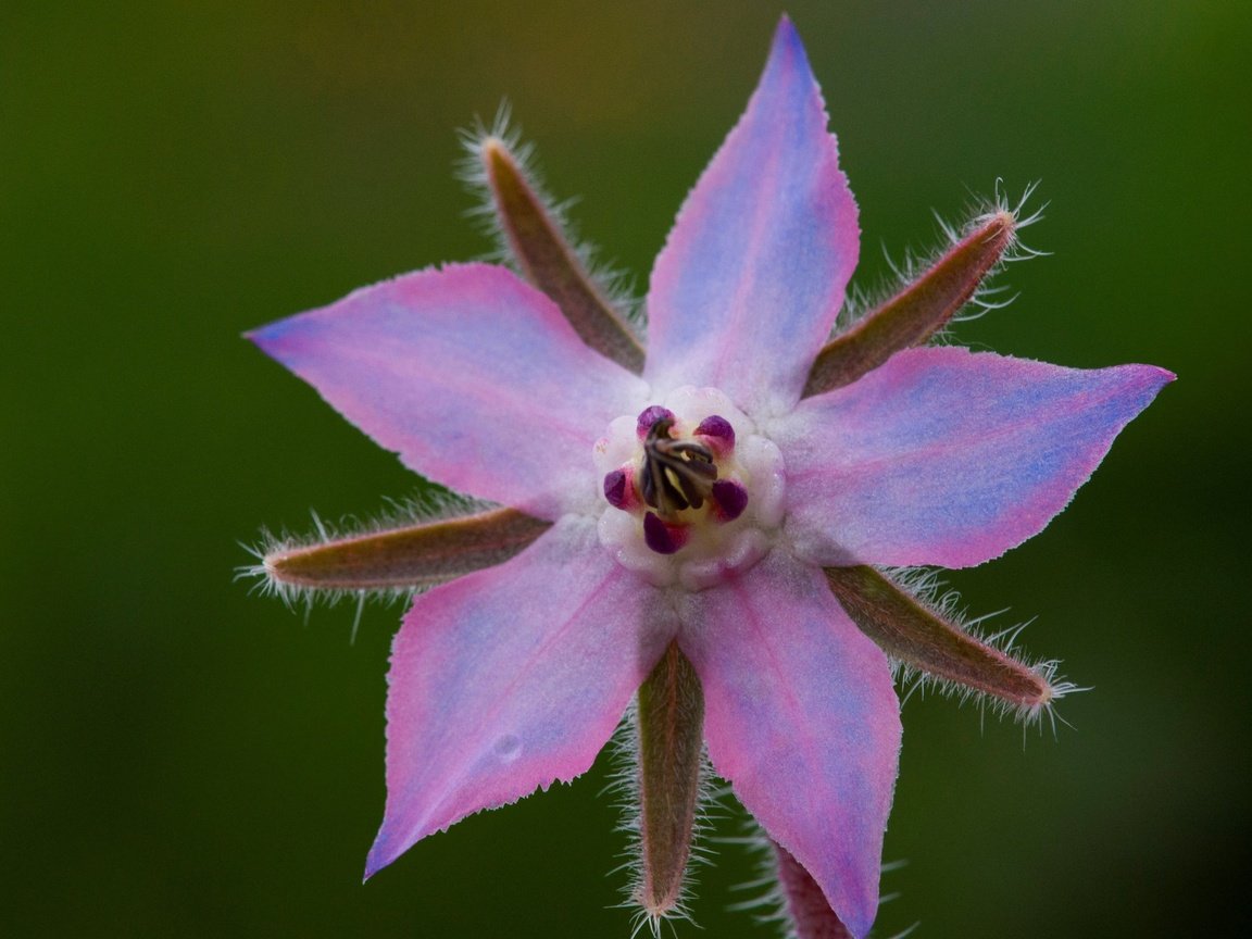 Обои природа, макро, лепестки, огуречник, огуречная трава, nature, macro, petals, borage разрешение 2880x1828 Загрузить