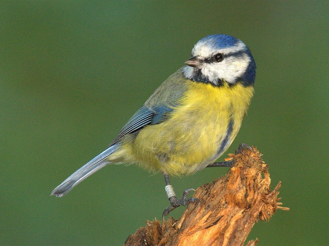 Обои природа, фон, птица, перья, синица, nature, background, bird, feathers, tit разрешение 2048x1301 Загрузить