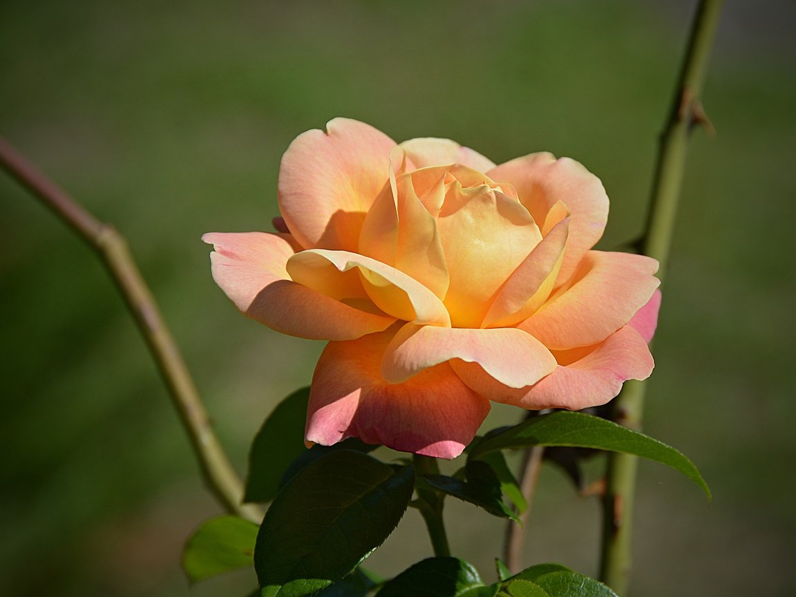 Обои цветок, роза, лепестки, боке, flower, rose, petals, bokeh разрешение 5013x3274 Загрузить