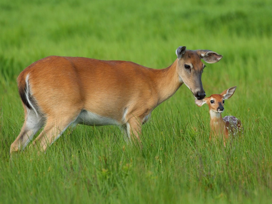 Обои трава, мама, малыш, олени, косуля, олененок, косули, grass, mom, baby, deer, roe, fawn разрешение 2034x1321 Загрузить