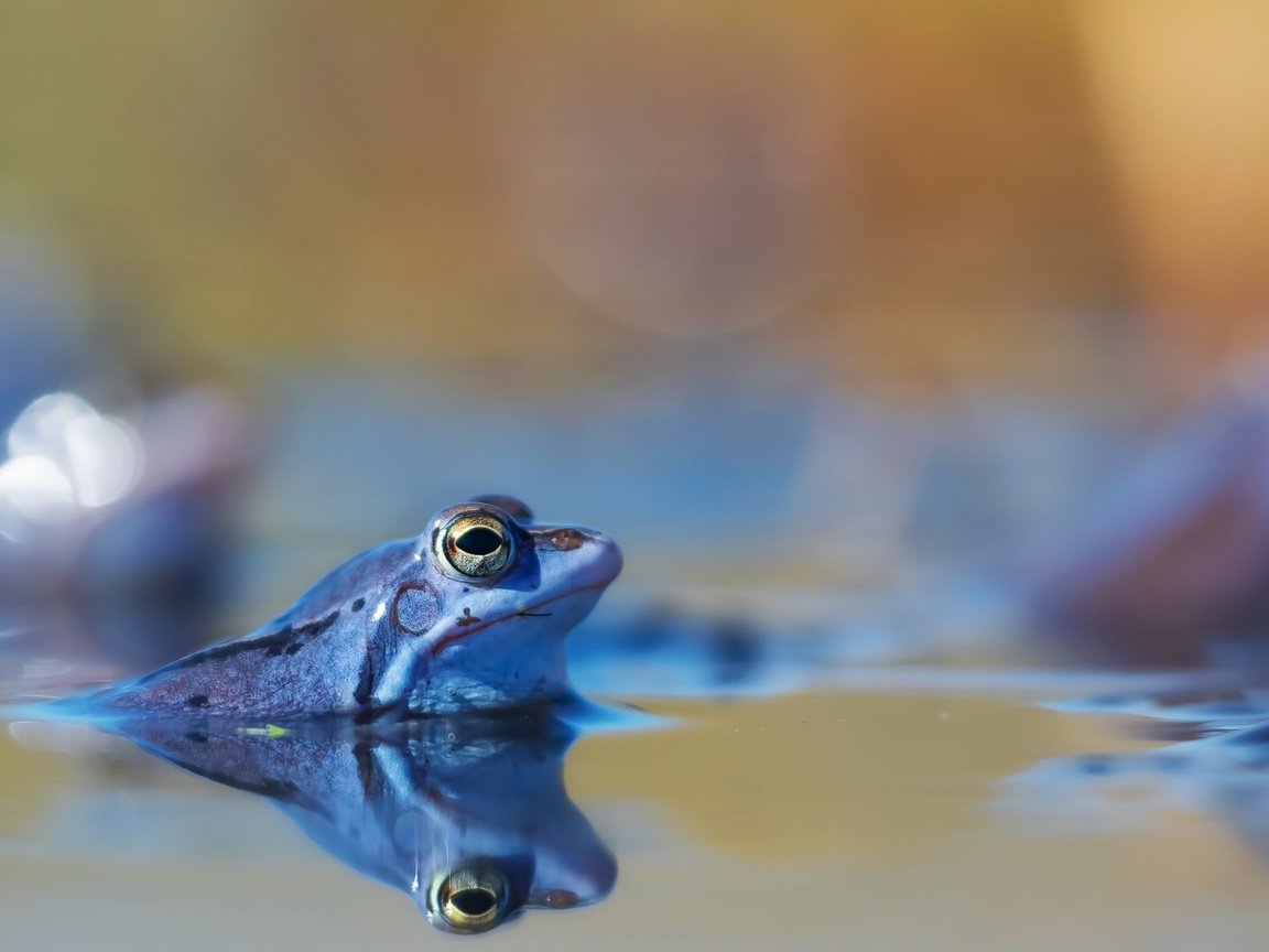 Обои вода, природа, отражение, лягушка, water, nature, reflection, frog разрешение 2048x1236 Загрузить