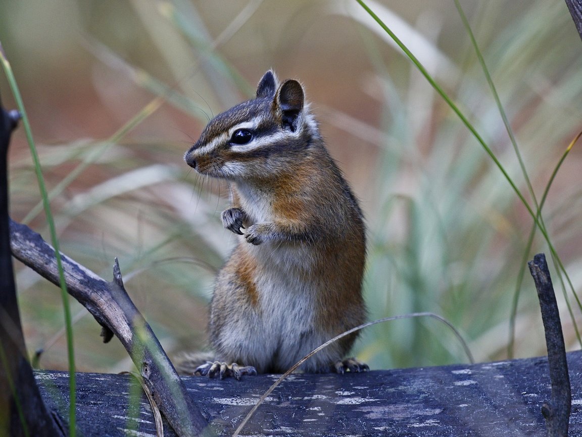 Обои природа, фон, животное, бурундук, стойка, грызун, nature, background, animal, chipmunk, stand, rodent разрешение 2048x1329 Загрузить