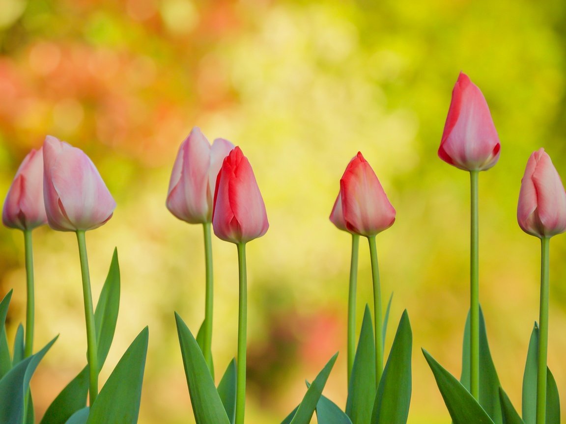 Обои цветы, бутоны, фон, тюльпаны, flowers, buds, background, tulips разрешение 2400x1331 Загрузить