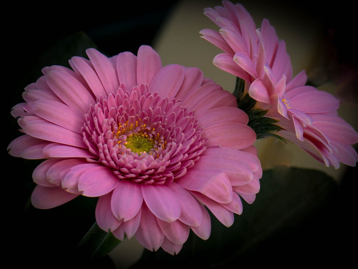 Обои цветы, фон, розовые, герберы, flowers, background, pink, gerbera разрешение 2048x1505 Загрузить