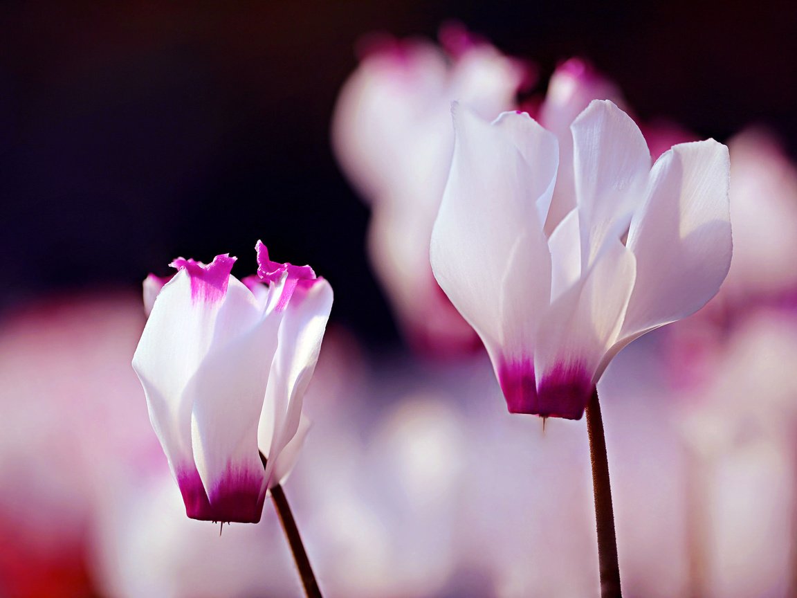 Обои цветы, макро, лепестки, цикламены, бело-розовый, flowers, macro, petals, cyclamen, pink and white разрешение 2048x1366 Загрузить