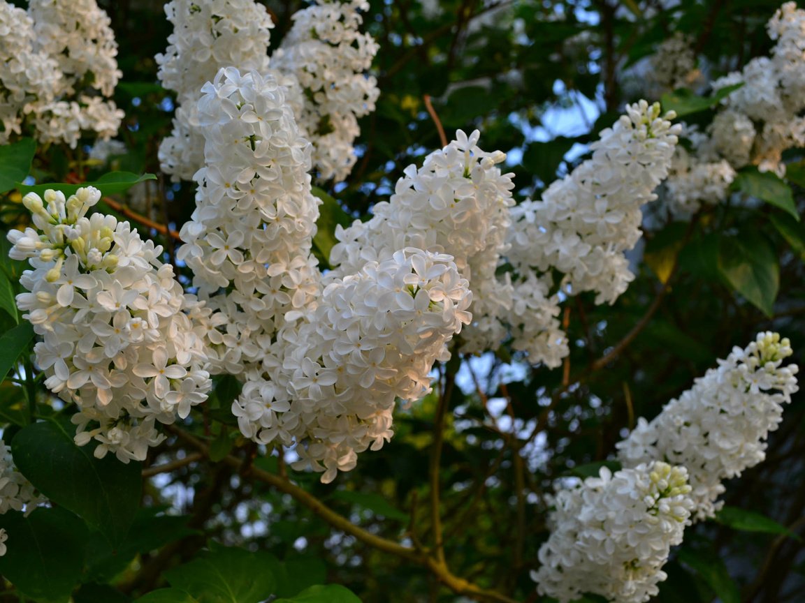 Обои цветы, цветение, весна, белая, сирень, flowers, flowering, spring, white, lilac разрешение 2048x1365 Загрузить