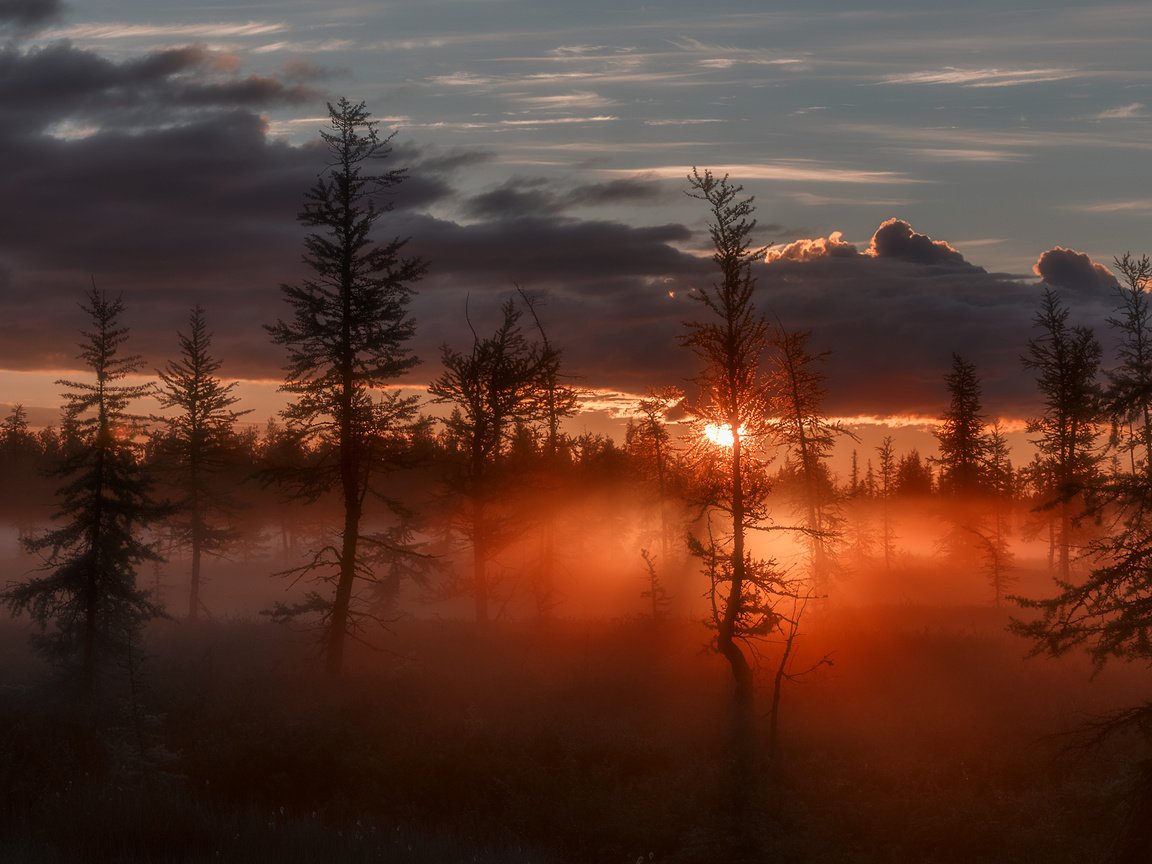 Обои деревья, восход, солнце, лучи, туман, зарево, сумрак, trees, sunrise, the sun, rays, fog, glow, twilight разрешение 1920x1280 Загрузить