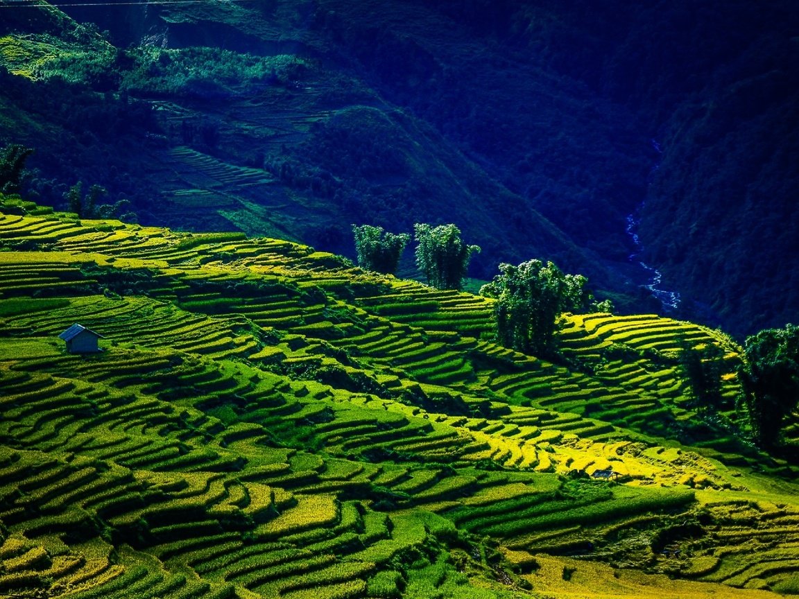 Обои горы, поля, лето, вьетнам, mountains, field, summer, vietnam разрешение 2560x1619 Загрузить