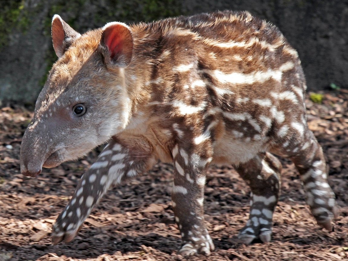 Обои лапы, пятна, животное, нос, тапир, paws, spot, animal, nose, tapir разрешение 2043x1362 Загрузить