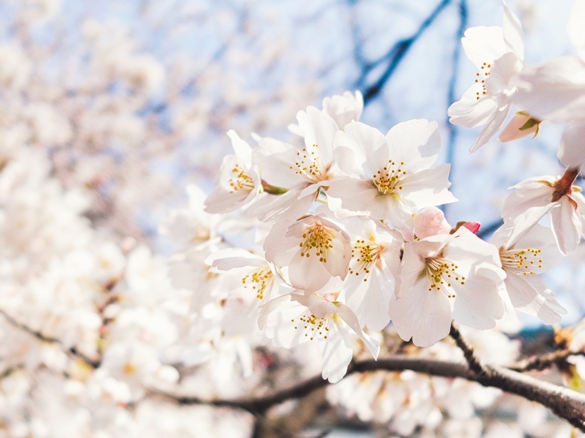 Обои небо, цветы, ветка, цветение, макро, весна, вишня, сакура, the sky, flowers, branch, flowering, macro, spring, cherry, sakura разрешение 2048x1284 Загрузить