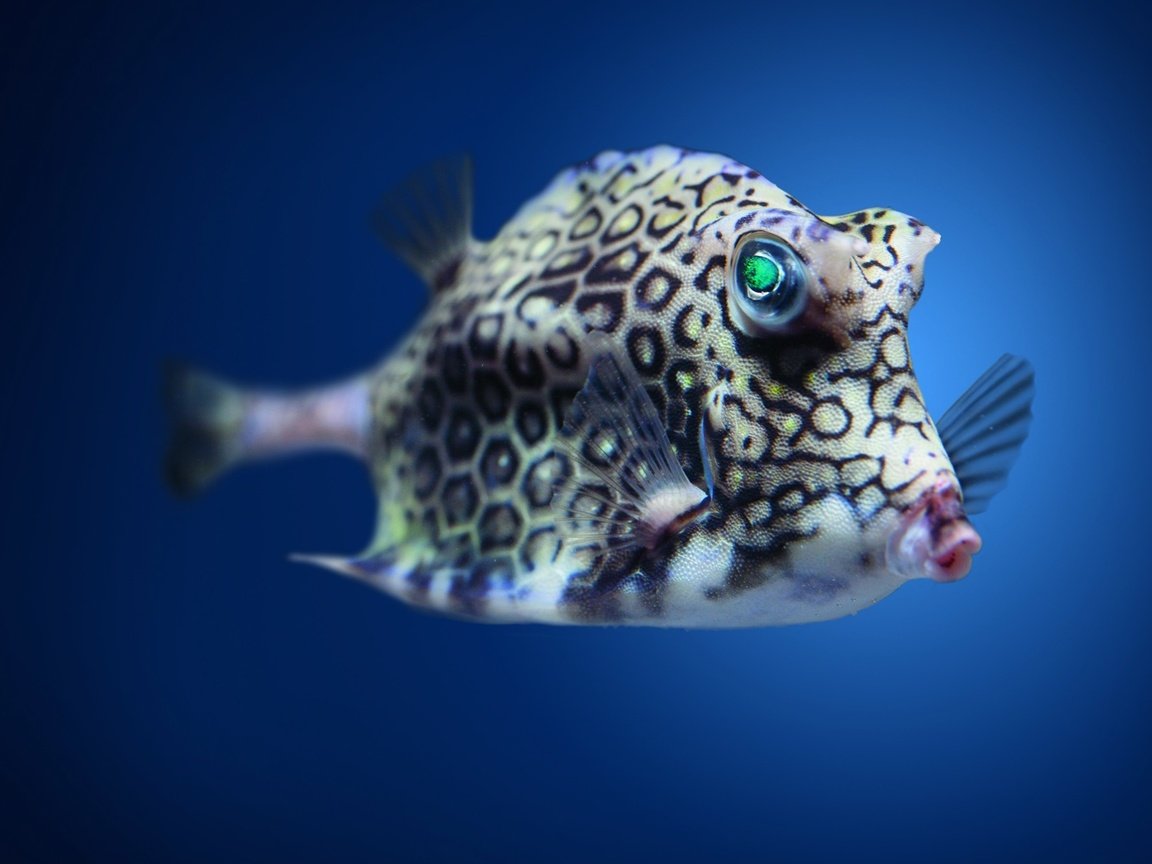 Обои пятна, плавники, рыба, подводный мир, spot, fins, fish, underwater world разрешение 2880x1800 Загрузить