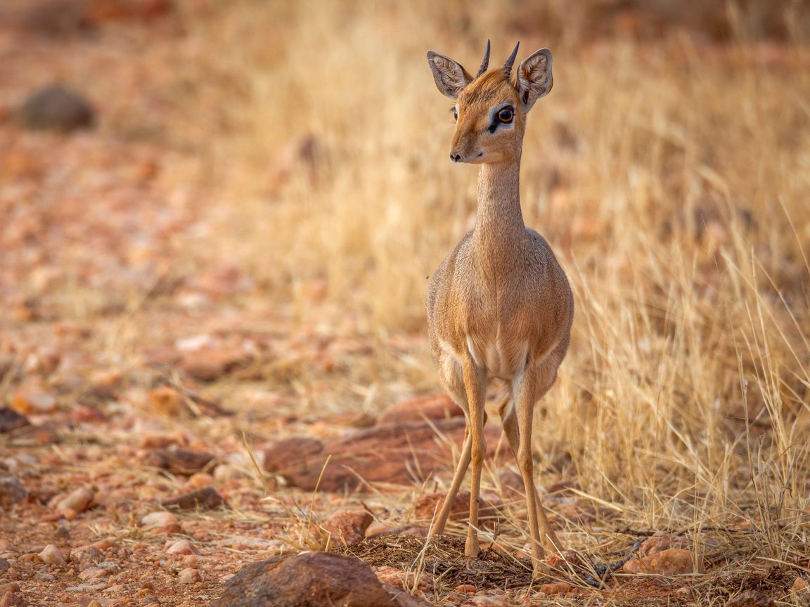 Обои природа, фон, взгляд, рожки, антилопа, nature, background, look, horns, antelope разрешение 2500x1667 Загрузить