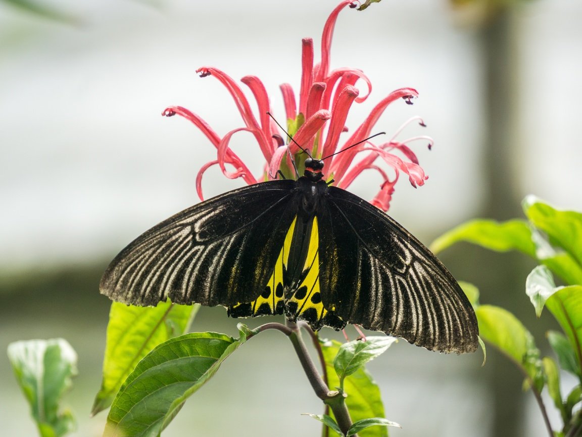 Обои природа, насекомое, цветок, бабочка, nature, insect, flower, butterfly разрешение 6000x4000 Загрузить