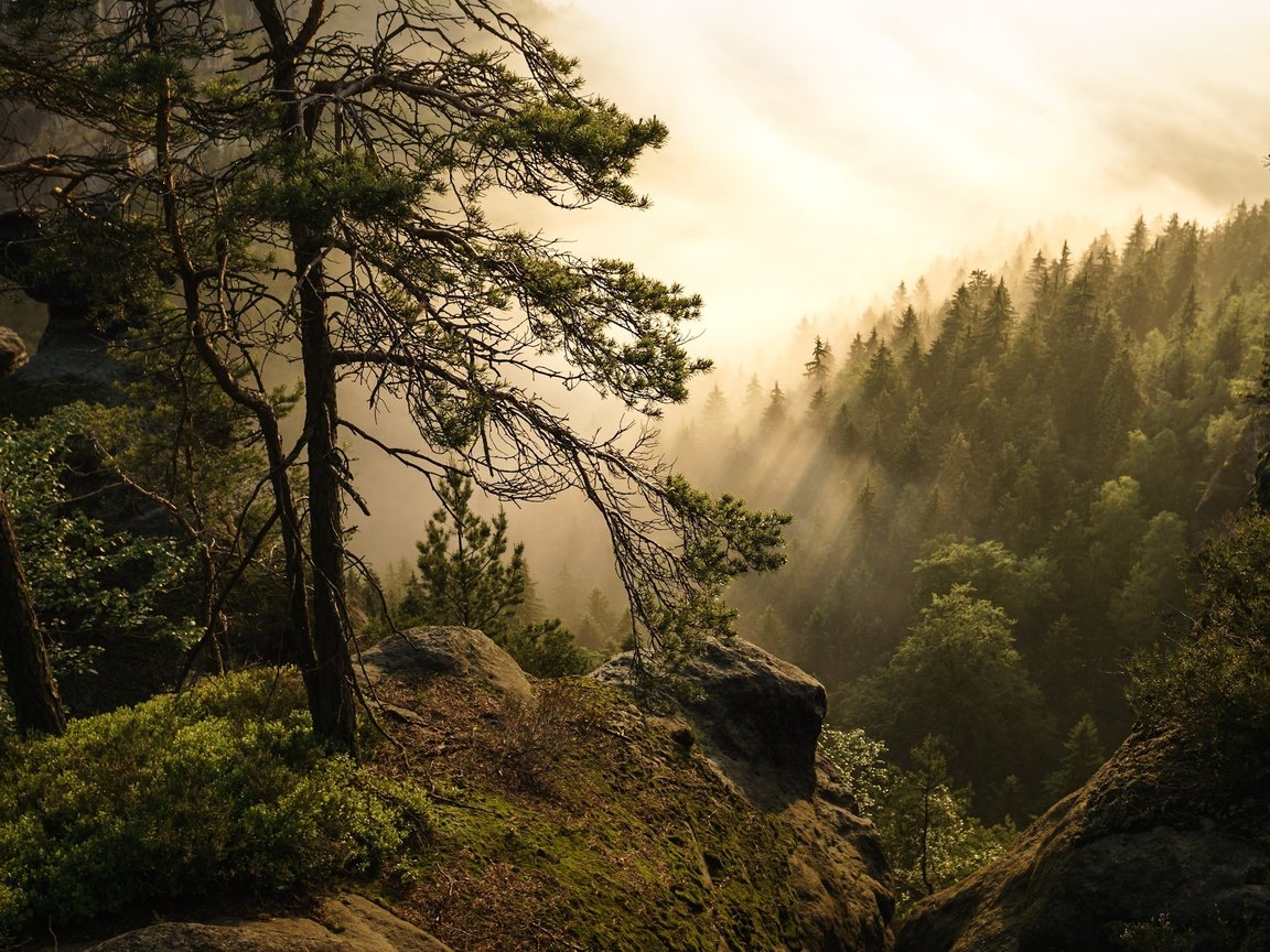 Обои деревья, холмы, лес, туман, германия, trees, hills, forest, fog, germany разрешение 2560x1707 Загрузить