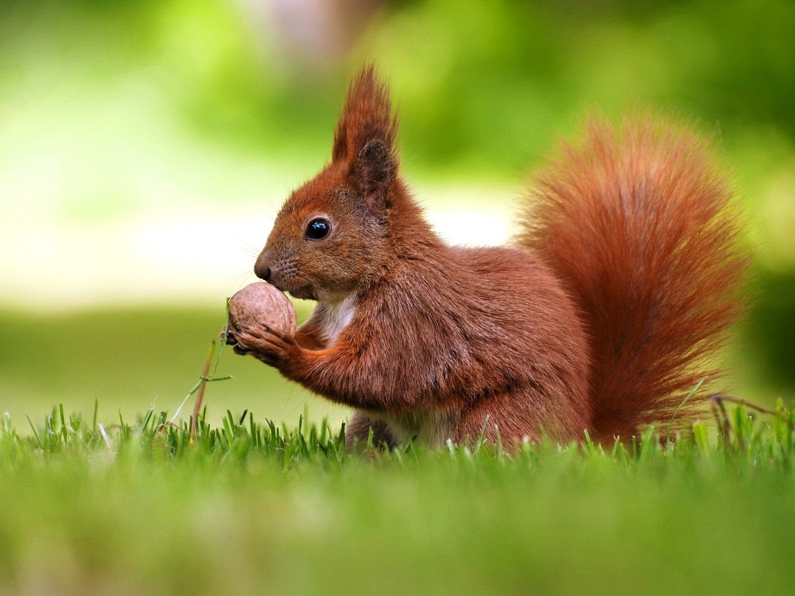 Обои трава, белка, хвост, орех, боке, белочка, грызун, grass, protein, tail, walnut, bokeh, squirrel, rodent разрешение 1920x1200 Загрузить