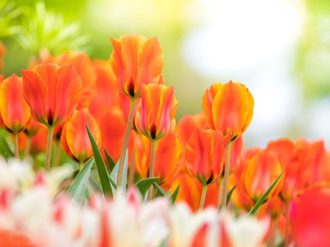 Обои цветы, бутоны, весна, тюльпаны, боке, flowers, buds, spring, tulips, bokeh разрешение 2048x1152 Загрузить