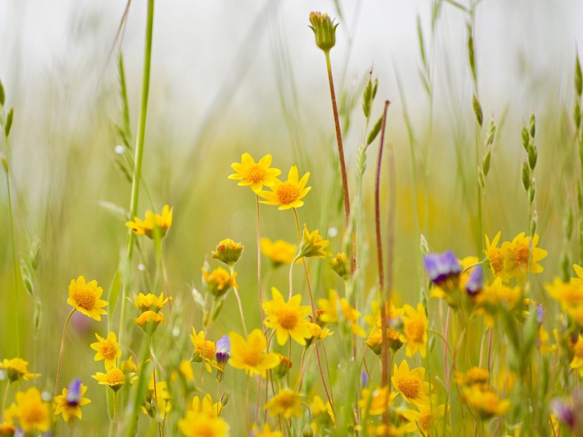 Обои цветы, трава, луг, полевые цветы, боке, flowers, grass, meadow, wildflowers, bokeh разрешение 2048x1362 Загрузить