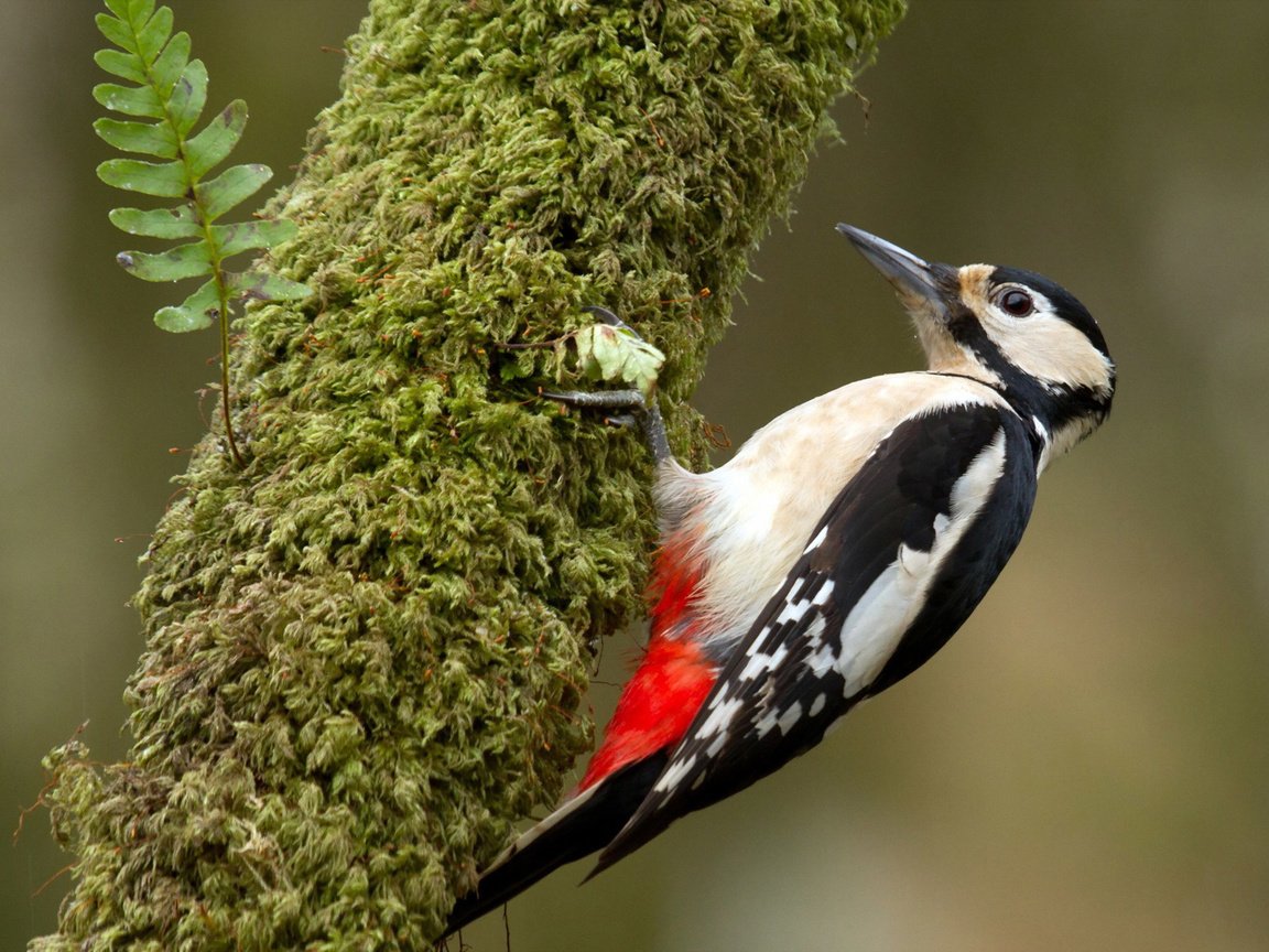 Обои дерево, птица, клюв, перья, дятел, tree, bird, beak, feathers, woodpecker разрешение 1920x1200 Загрузить