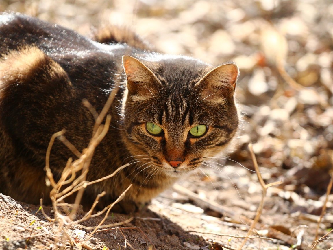 Обои глаза, кот, мордашка, сухая трава, eyes, cat, face, dry grass разрешение 1920x1280 Загрузить