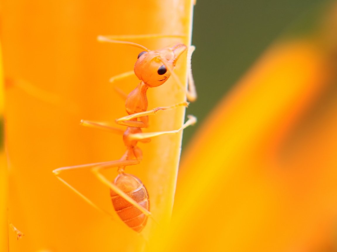 Обои макро, насекомое, муравей, листик, лапки, macro, insect, ant, leaf, legs разрешение 1920x1080 Загрузить