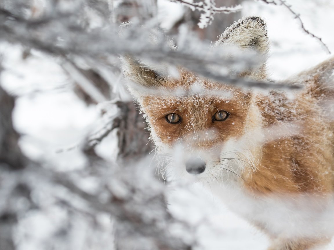 Обои морда, снег, взгляд, рыжая, лиса, лисица, животное, face, snow, look, red, fox, animal разрешение 4978x3319 Загрузить