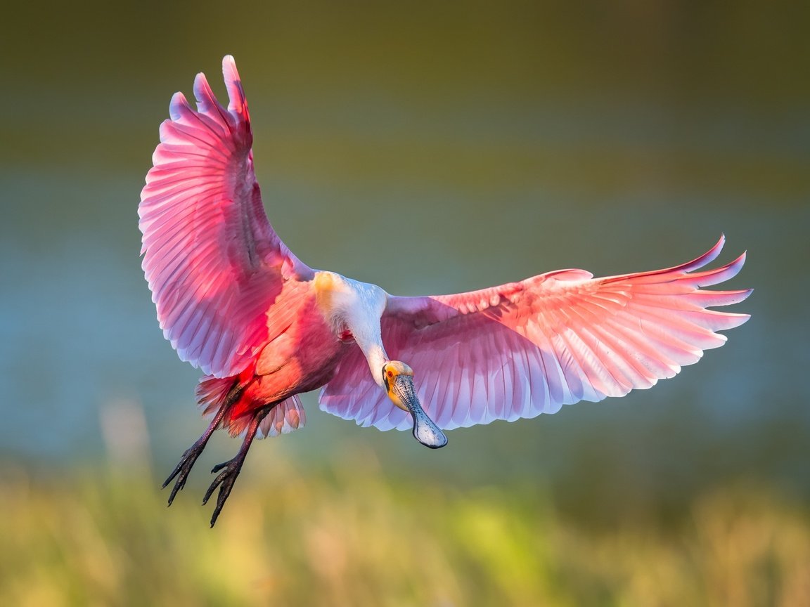 Обои полет, крылья, птица, клюв, перья, ибис, розовая колпица, flight, wings, bird, beak, feathers, ibis, roseate spoonbill разрешение 2500x1786 Загрузить