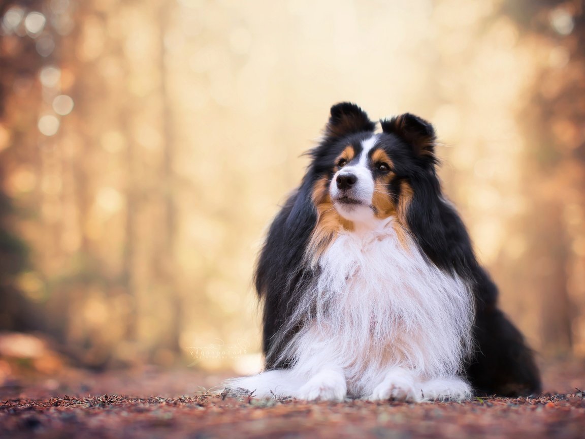 Обои портрет, собака, боке, шелти, шетландская овчарка, portrait, dog, bokeh, sheltie, shetland sheepdog разрешение 4940x3293 Загрузить