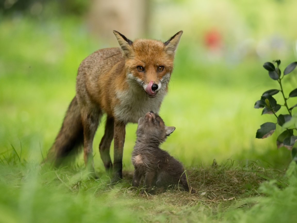 Обои природа, фон, лиса, лисенок, лисы, nature, background, fox разрешение 2048x1365 Загрузить