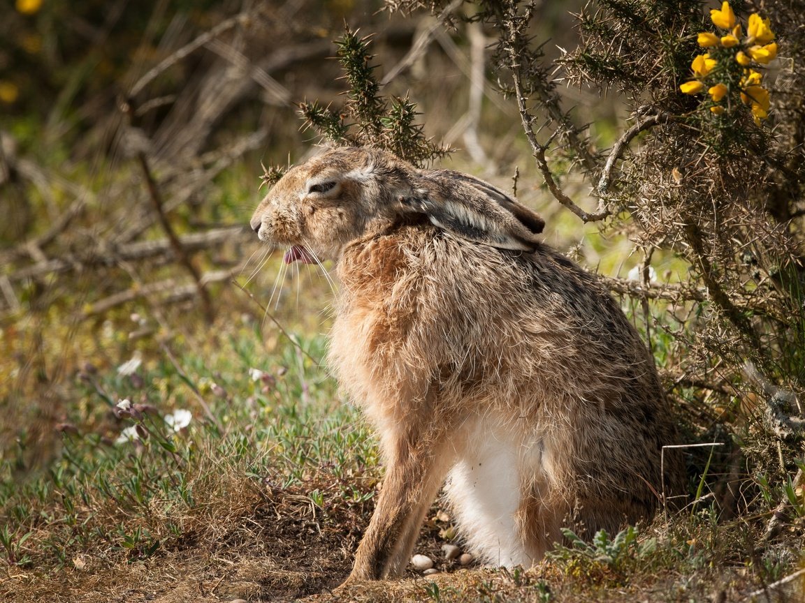 Обои природа, фон, заяц, nature, background, hare разрешение 2048x1363 Загрузить