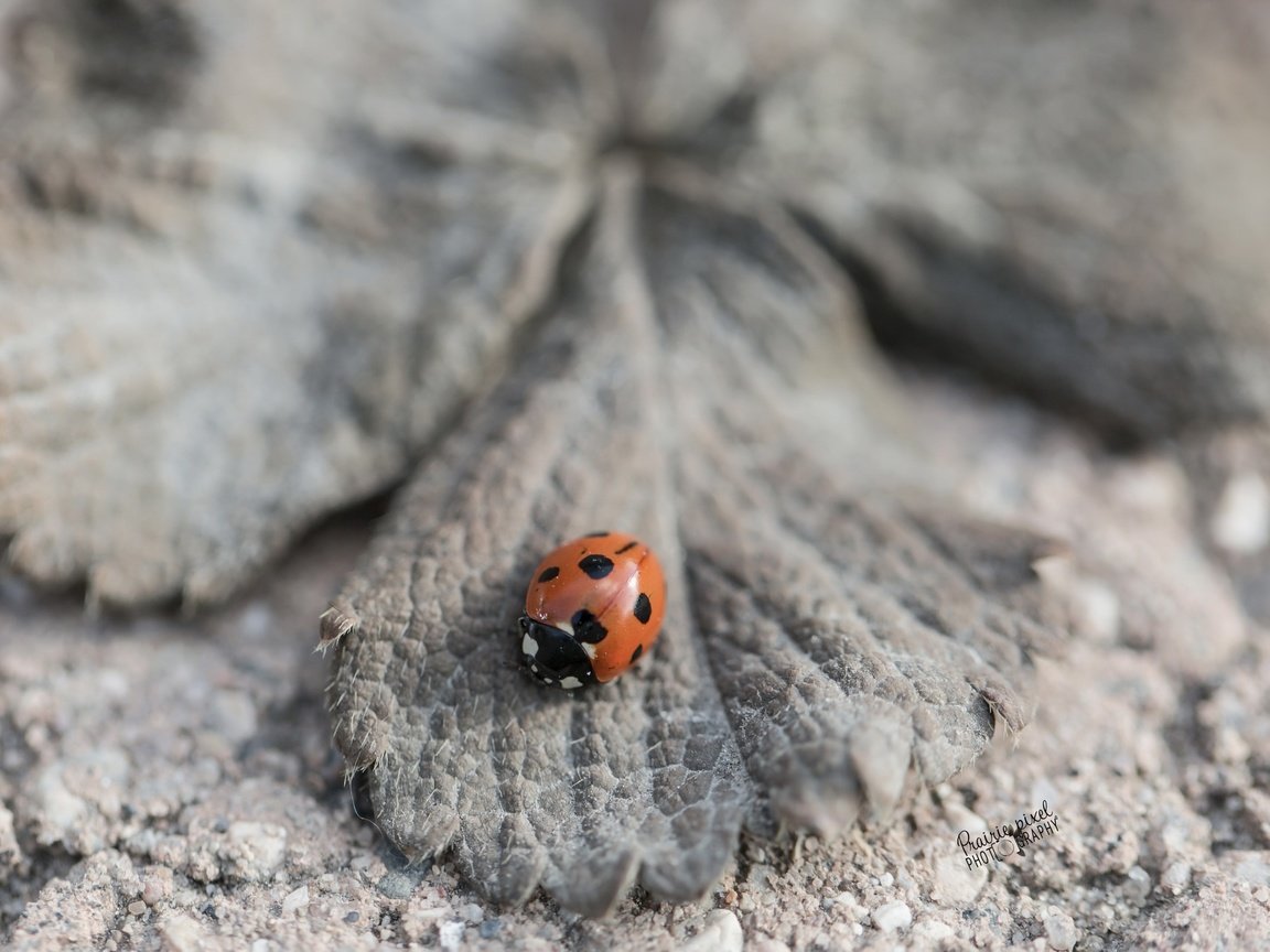 Обои природа, насекомое, лист, божья коровка, nature, insect, sheet, ladybug разрешение 2560x1622 Загрузить