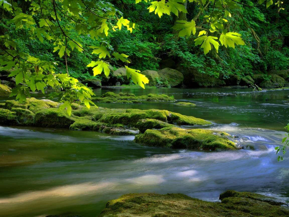 Обои река, дерево, камни, зелень, листья, листва, мох, river, tree, stones, greens, leaves, foliage, moss разрешение 2048x1355 Загрузить