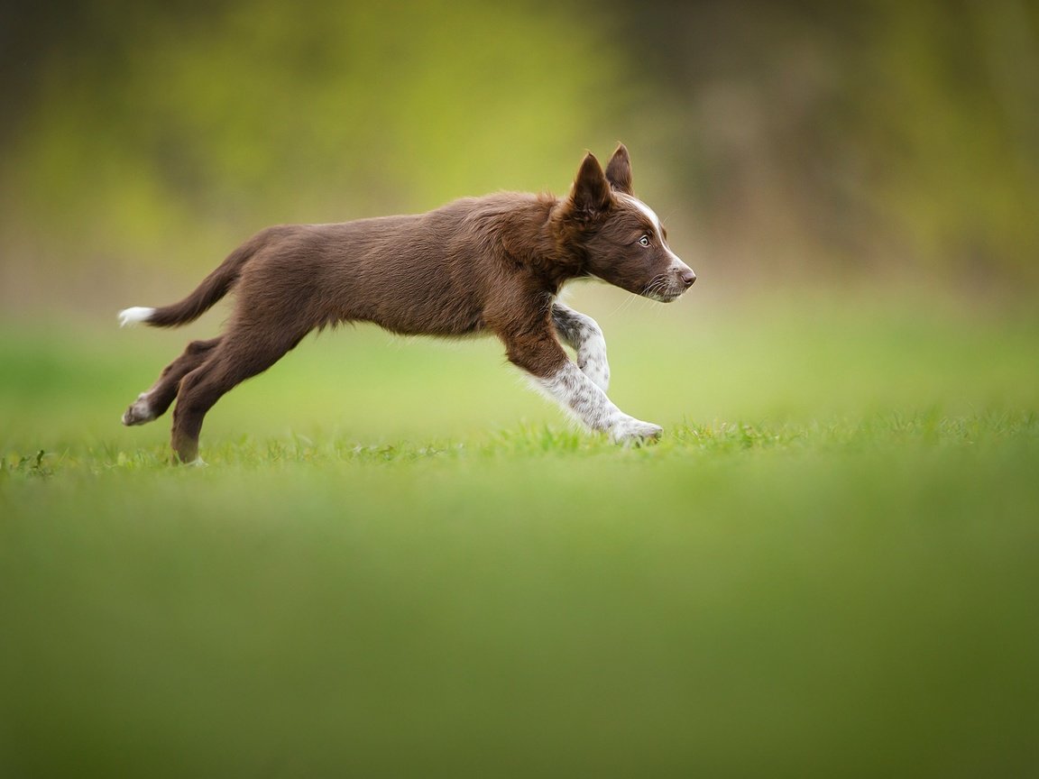 Обои щенок, травка, бег, коричневый, бордер-колли, tissaia, puppy, weed, running, brown, the border collie разрешение 2048x1365 Загрузить