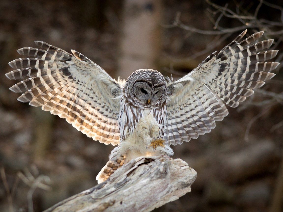 Обои сова, крылья, птица, клюв, перья, неясыть, хищная птица, owl, wings, bird, beak, feathers, bird of prey разрешение 2048x1339 Загрузить