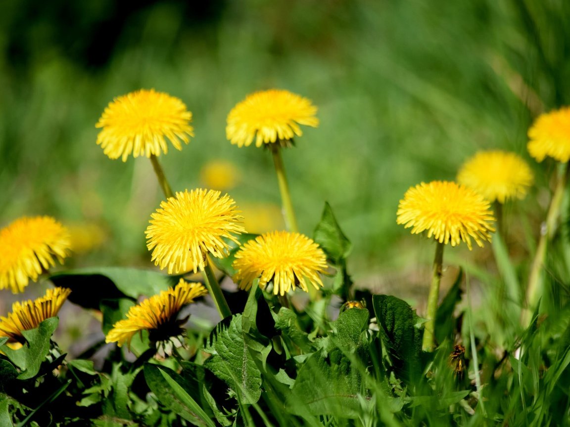Обои цветы, трава, одуванчики, желтые, flowers, grass, dandelions, yellow разрешение 2048x1365 Загрузить