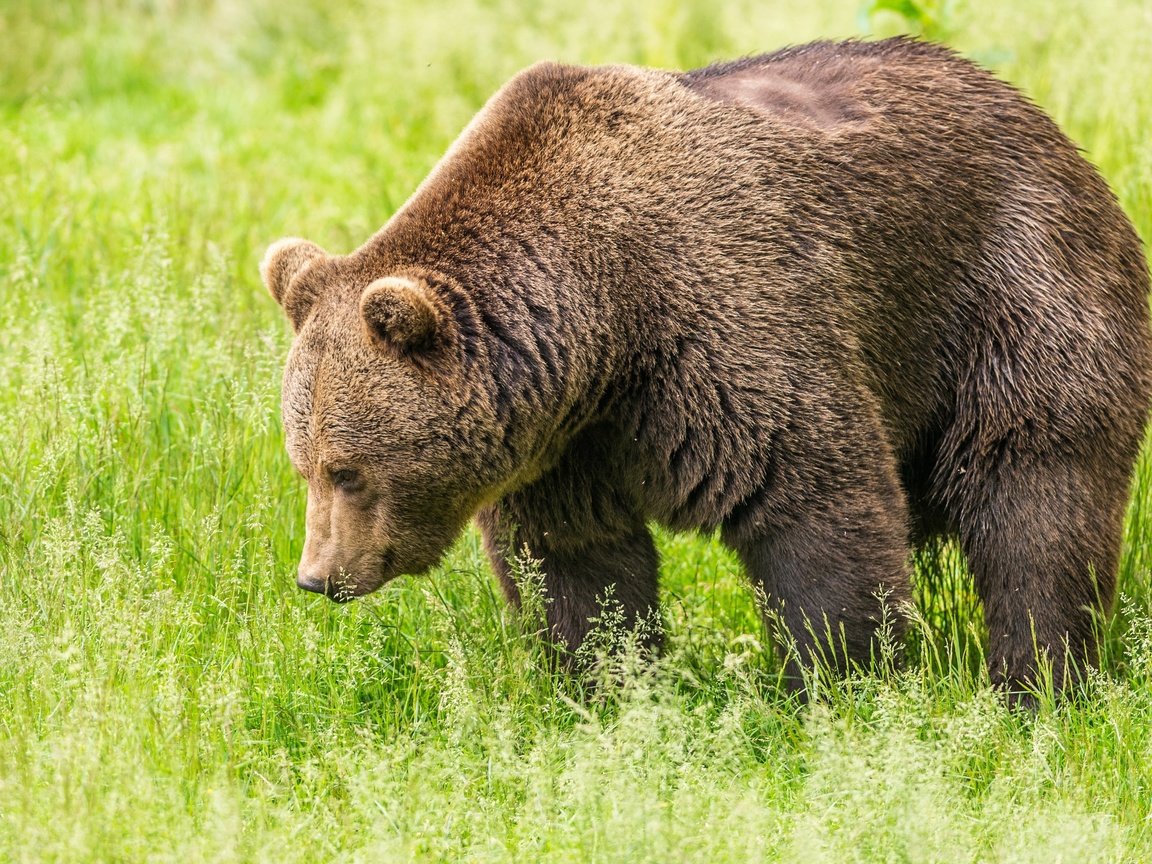 Обои трава, зелень, поле, медведь, бурый медведь, grass, greens, field, bear, brown bear разрешение 3240x2000 Загрузить