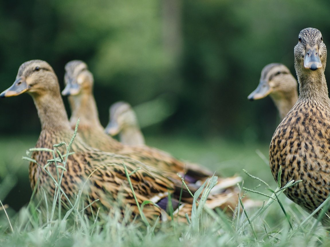 Обои трава, птицы, перья, утки, grass, birds, feathers, duck разрешение 2048x1365 Загрузить