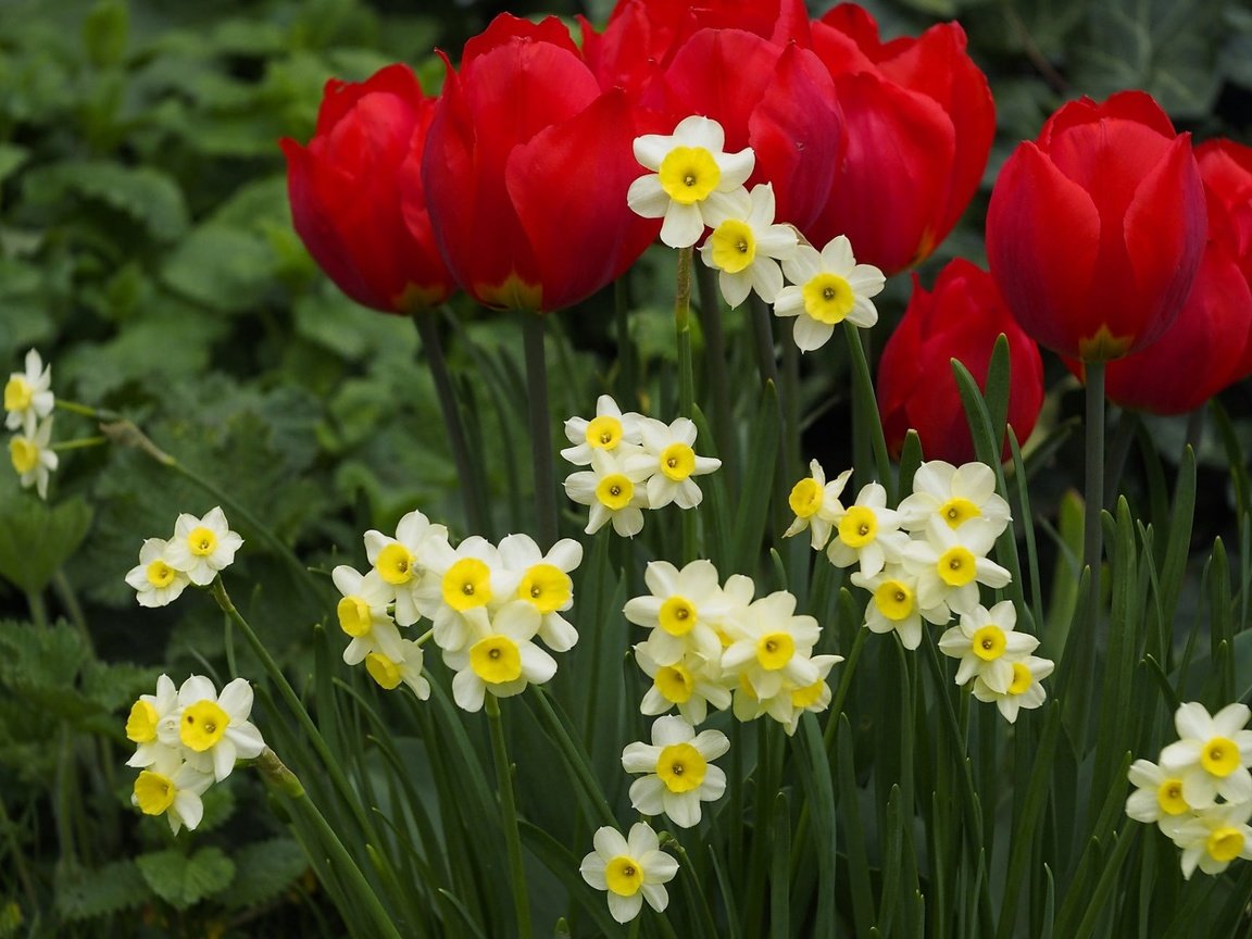 Обои цветы, весна, тюльпаны, клумба, нарцисы, flowers, spring, tulips, flowerbed, the narciso разрешение 1920x1200 Загрузить