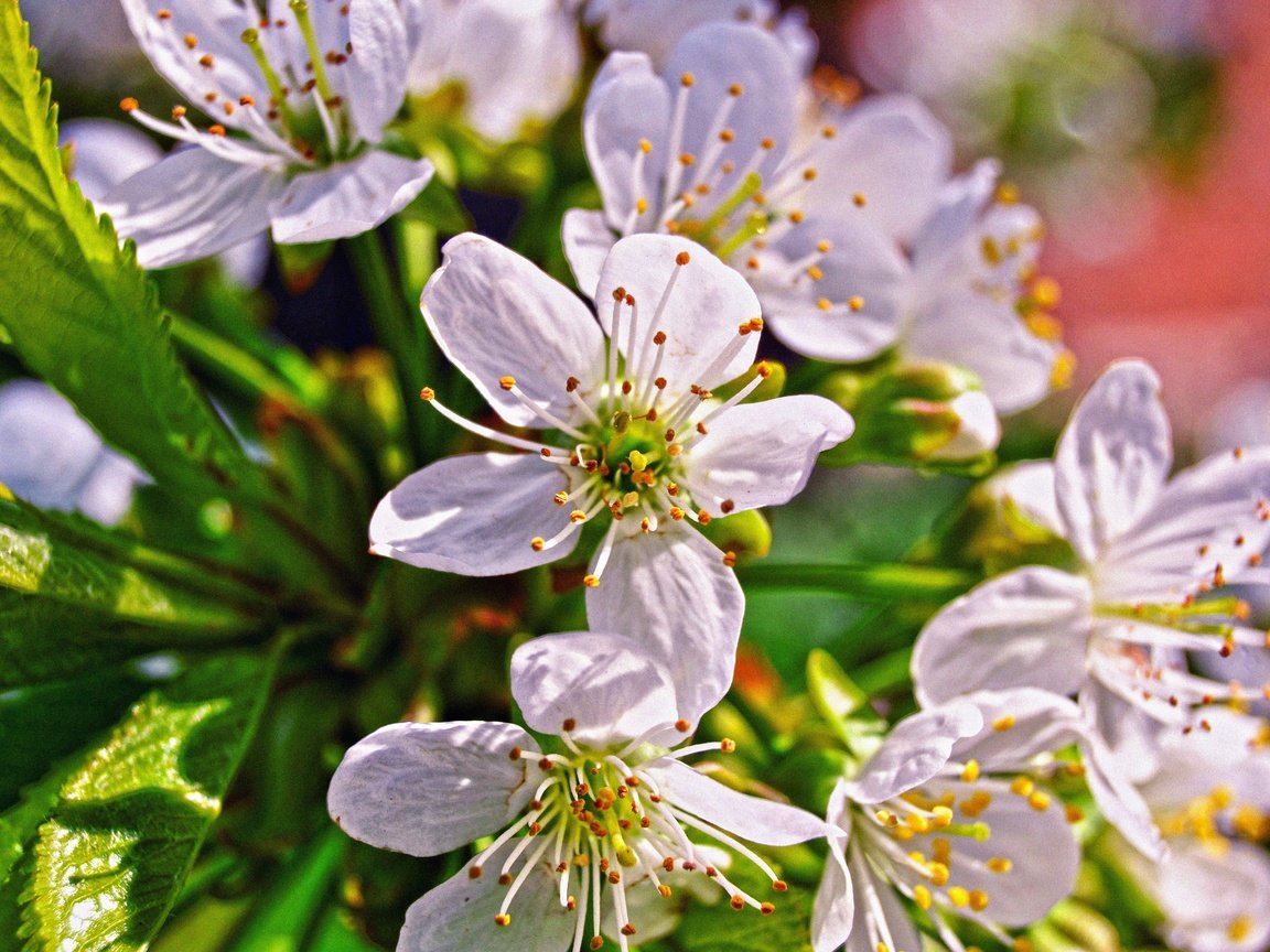 Обои ветка, цветение, макро, цветок, черешня, весна, branch, flowering, macro, flower, cherry, spring разрешение 4608x3072 Загрузить