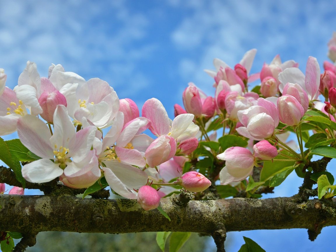 Обои ветка, цветение, макро, весна, яблоня, цветки, бутончики, branch, flowering, macro, spring, apple, flowers, buds разрешение 2048x1289 Загрузить