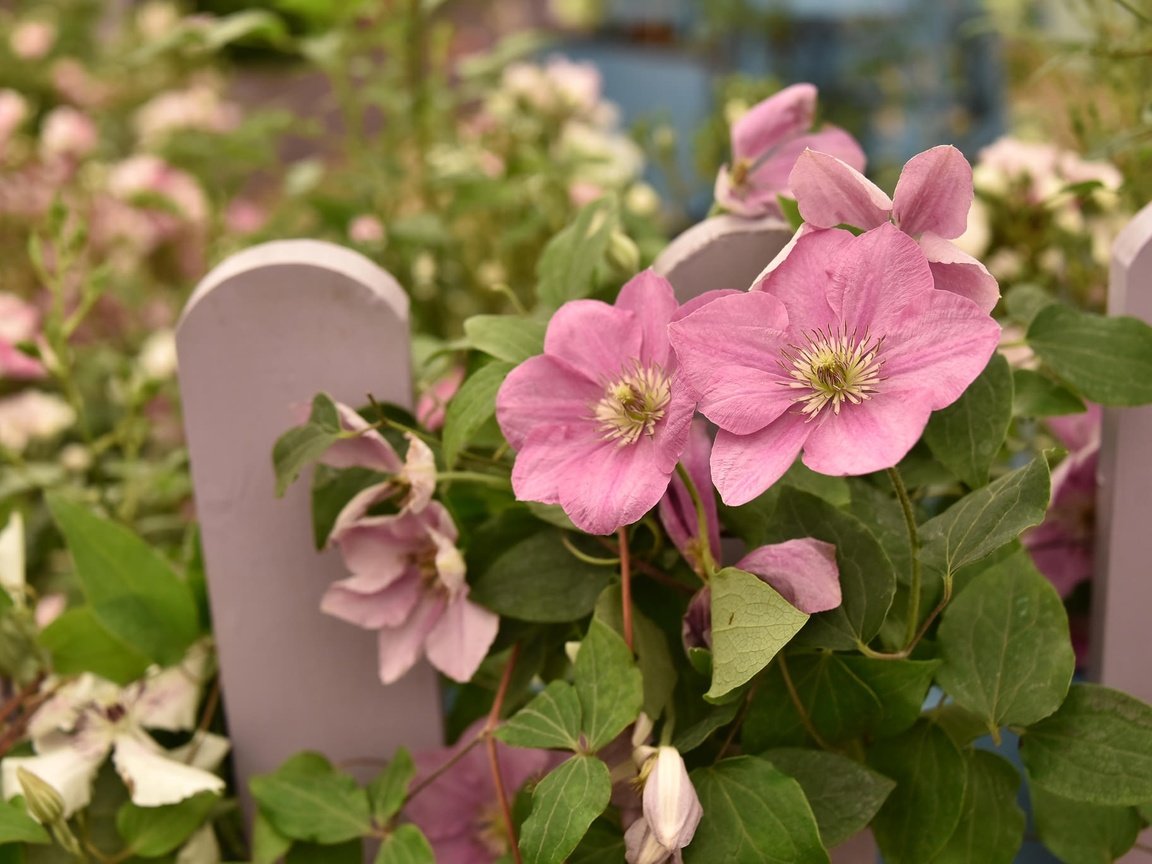 Обои цветы, листья, лепестки, забор, розовые, клематис, flowers, leaves, petals, the fence, pink, clematis разрешение 2048x1367 Загрузить