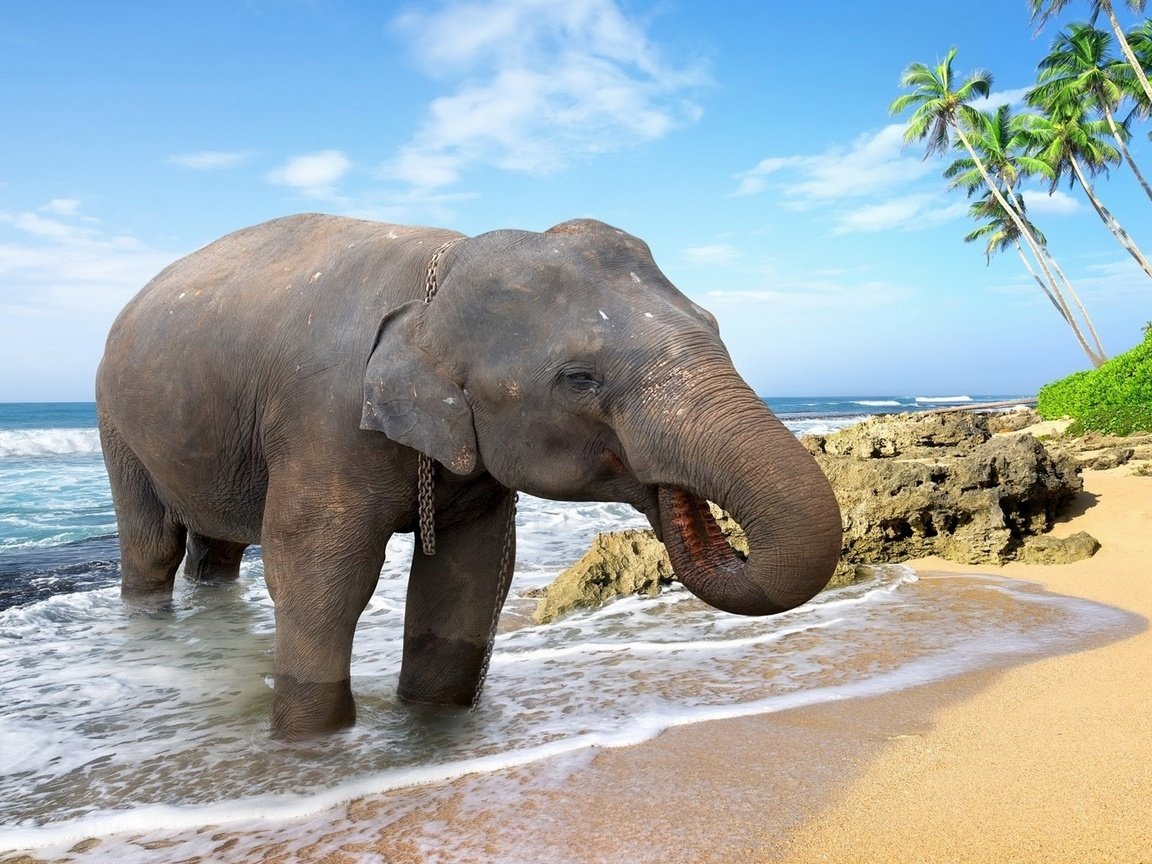 Обои море, животные, песок, пляж, слон, пальмы, купание, sea, animals, sand, beach, elephant, palm trees, bathing разрешение 1920x1200 Загрузить