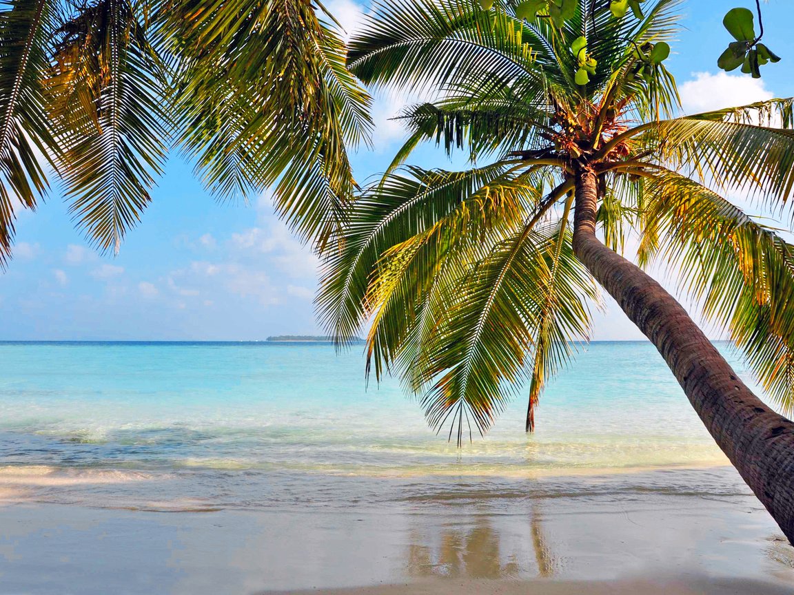 Обои море, пляж, пальмы, отдых, остров, тропики, sea, beach, palm trees, stay, island, tropics разрешение 3158x2057 Загрузить