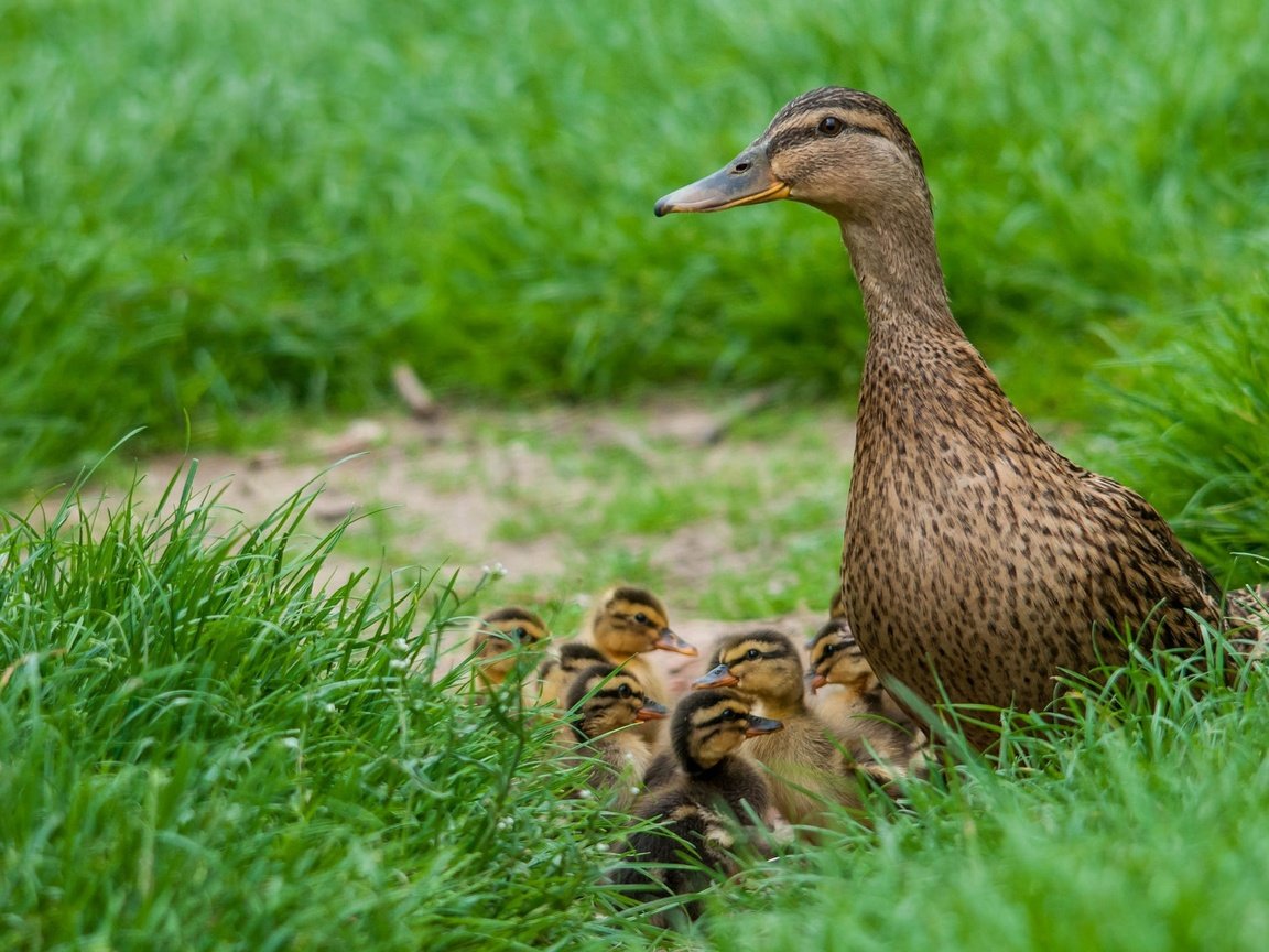 Обои трава, птицы, весна, утята, утка, птенцы, grass, birds, spring, ducklings, duck, chicks разрешение 2048x1280 Загрузить