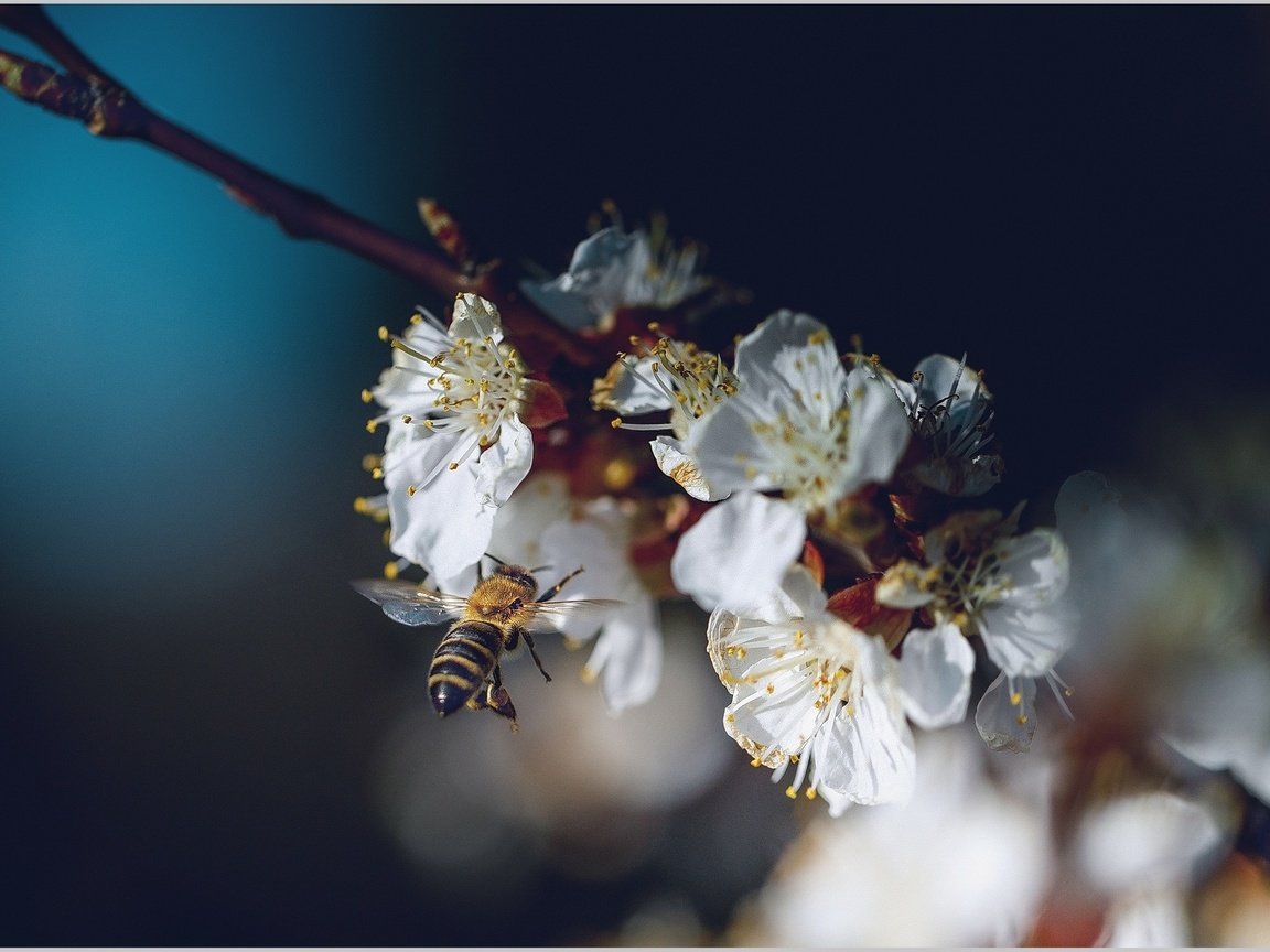 Обои ветка, цветение, насекомое, весна, пчела, владимир каюков, branch, flowering, insect, spring, bee, vladimir kayukov разрешение 1921x1165 Загрузить